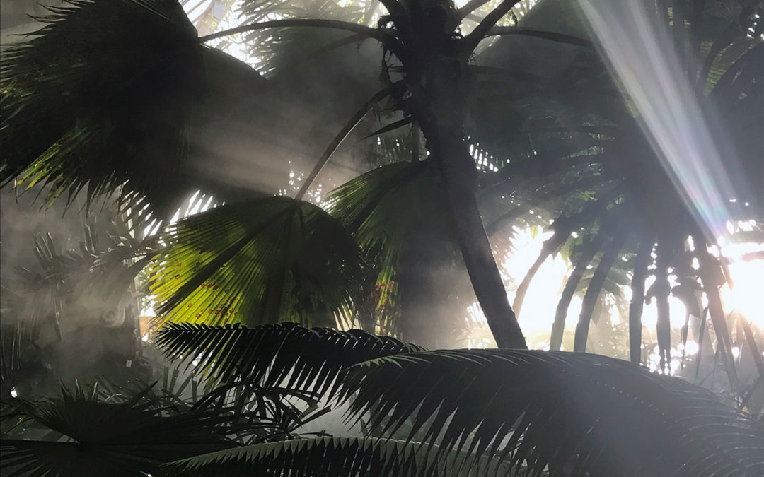 Jardin-exotique-serre-tropicale-Kew-Garden