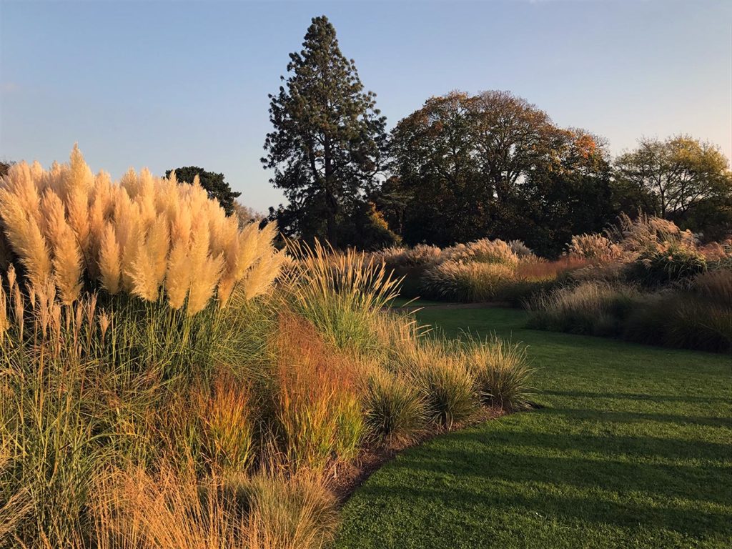 Jardin-naturel-graminees-ambiance-massif-dautomne